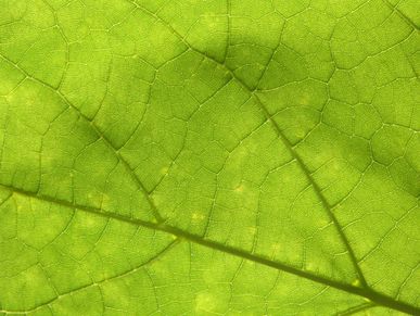 Close-up view of a green leaf showing its veins.