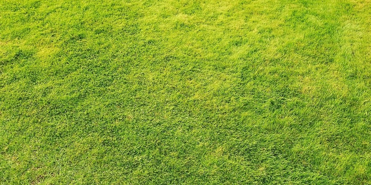 Close-up of a lush, green grassy field.
