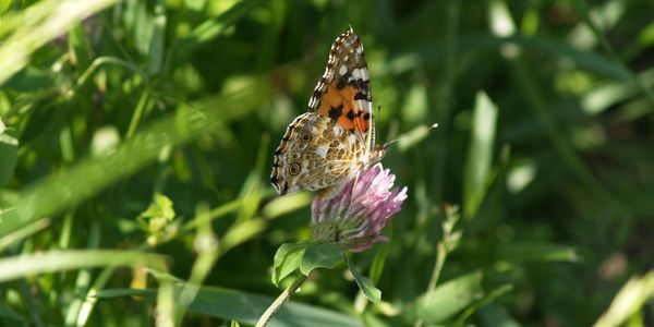 A colorful butterfly perched on a pink flower in green grass.