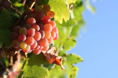 growing grenache blanc grapes
backyard grenache blanc vineyard
grenache blanc grapevine care