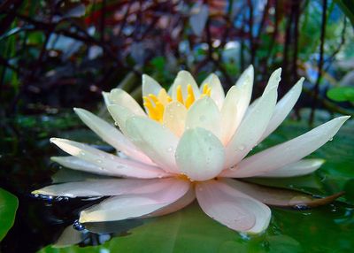 lotus flower
