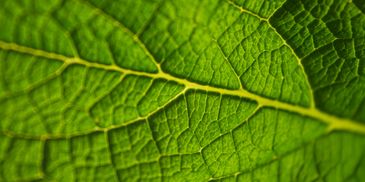 Closeup green leaf