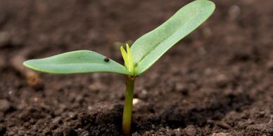 I walk you through getting your garden set up from where is best for placement, what to plant, how t