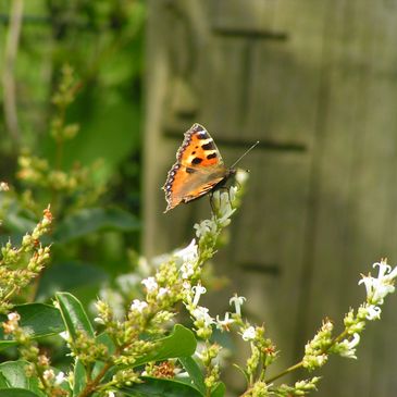 Butterfly on Landscape Flowering Shrub