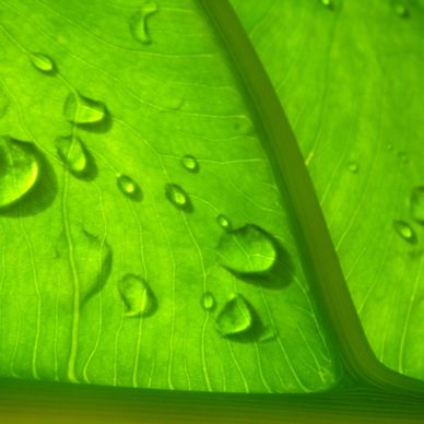 Wetcare - leaf with water droplets