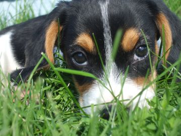 Puppy in grass