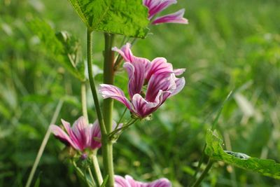 Find fast relief from hay fever symptoms with antihistamine injections at Lilac Rose in Nailsea.