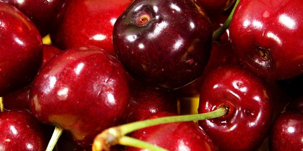 Close-up of shiny, ripe red cherries with green stems.