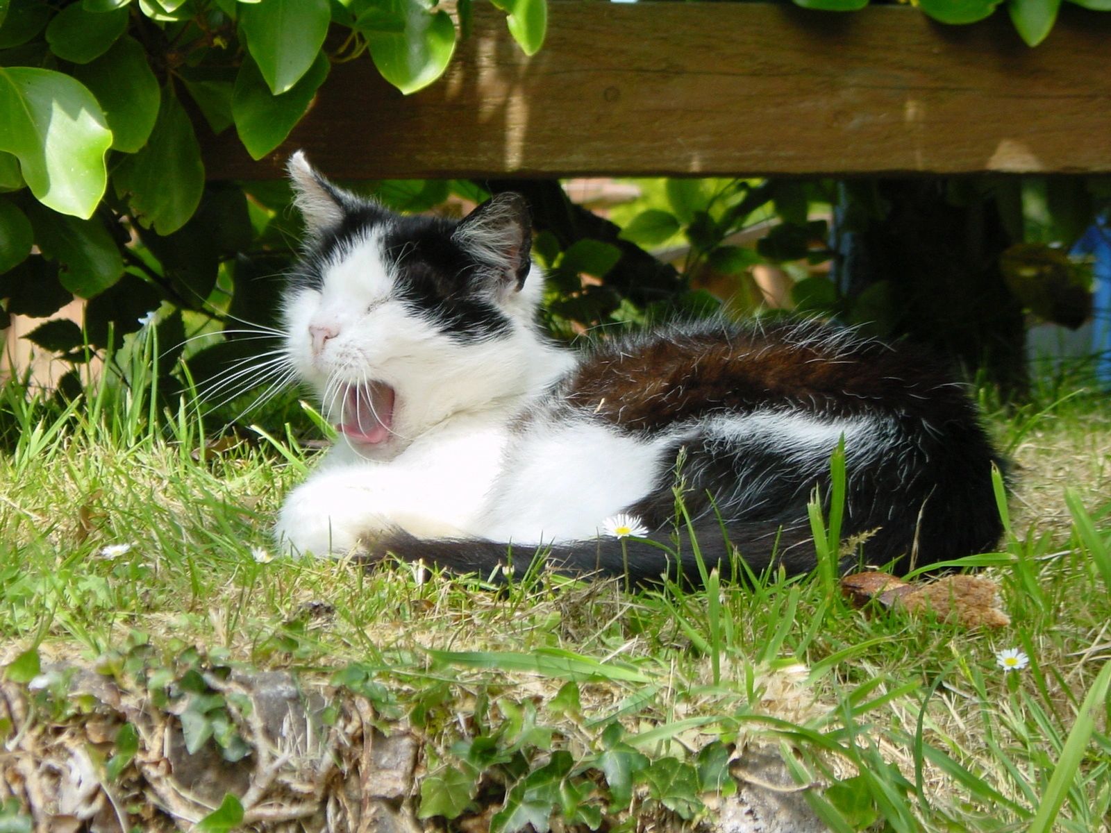 Weather Kitty