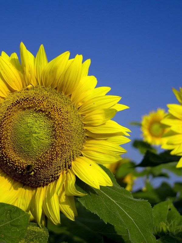 Creekside Christmas Trees