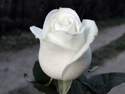 A close-up of a white rose with a blurred natural background.