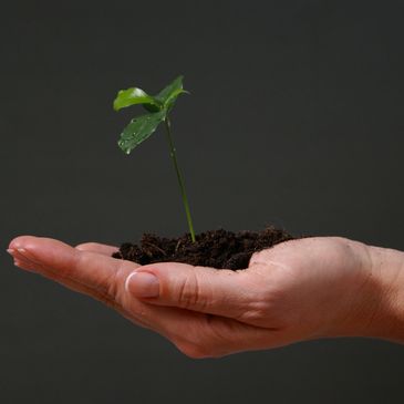 A hand holding a a mound of earth with a sapling growing in it