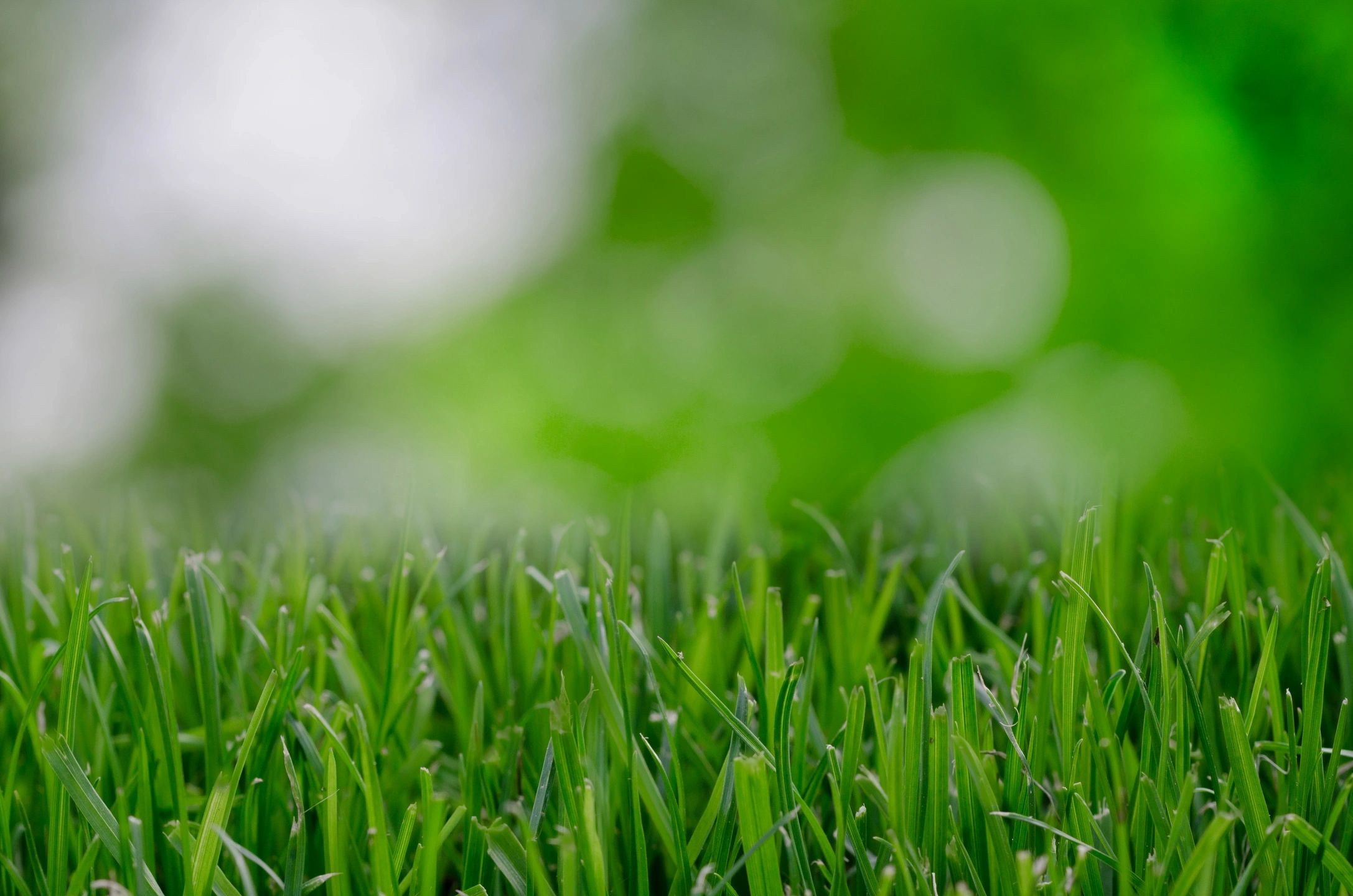 Blades of grass up close.