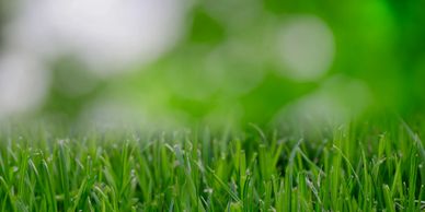 green blades of grass in focus