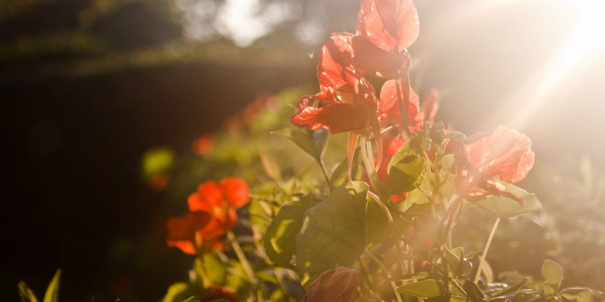Sunlight shining on red flowers with green leaves.