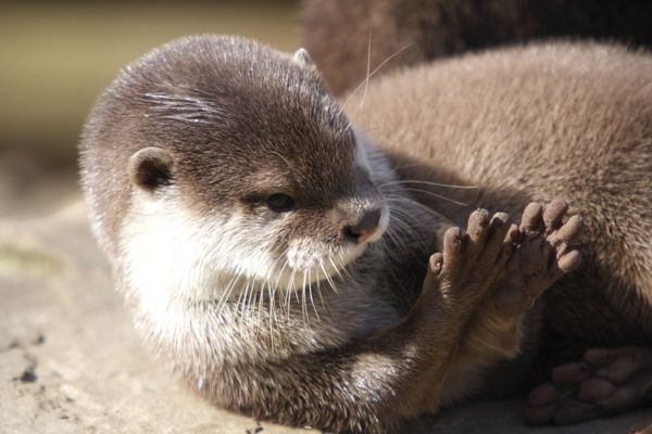 Cute Otter