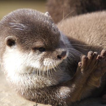 cute otter on land