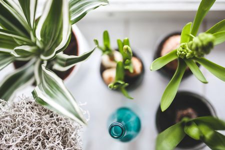 Holiday Garden Care