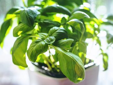 A vibrant green basil plant growing in a pot with sunlight.