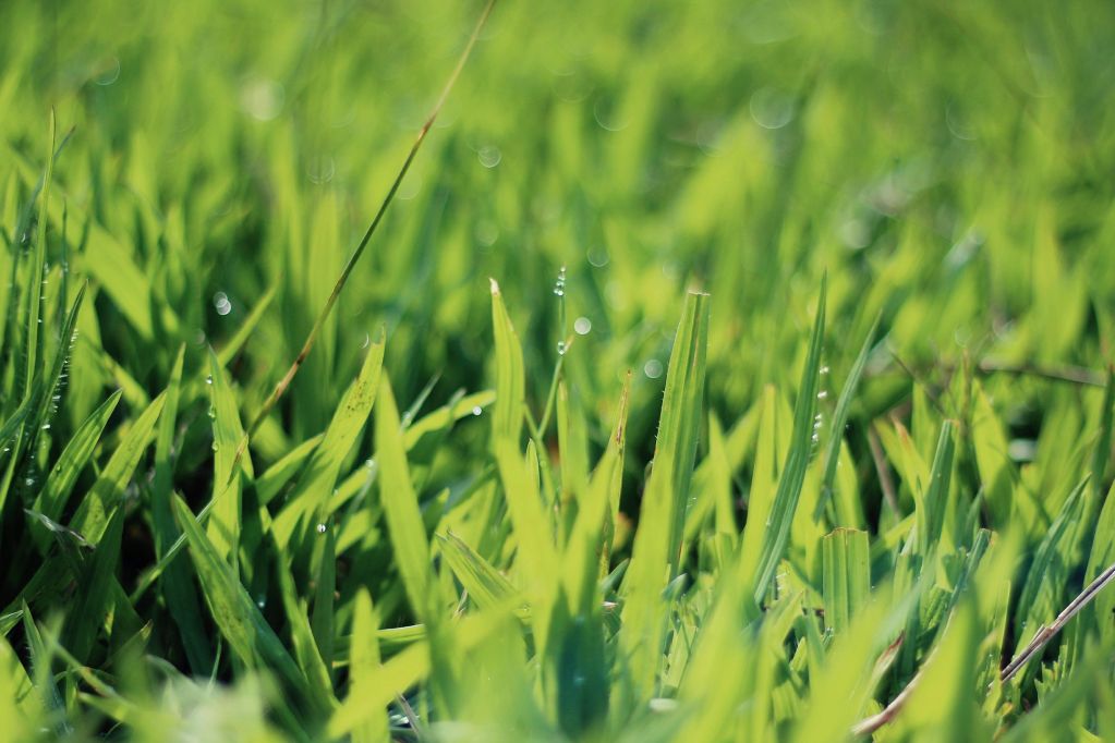 Close-up of fresh green grass blades with dew drops.