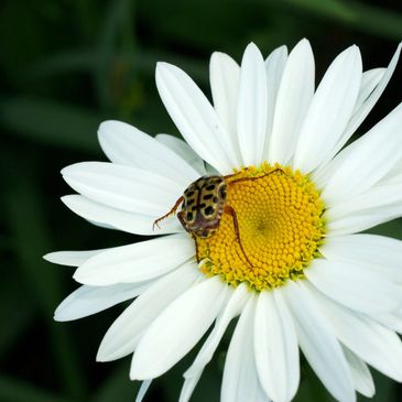 A small spotted beetle on a white daisy flower.