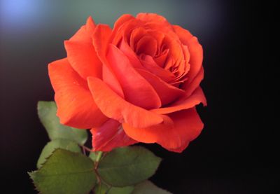 A vibrant red rose with green leaves against a dark background.
