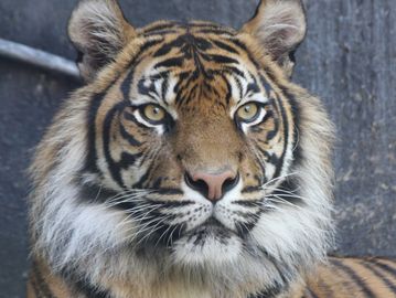 A tiger that symbolizes strength and protection, which is how our process servers work.