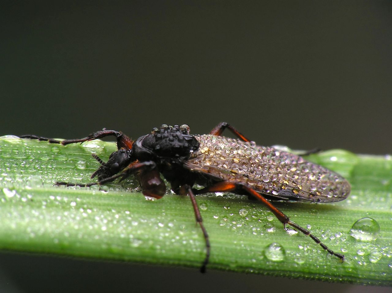 Beetle