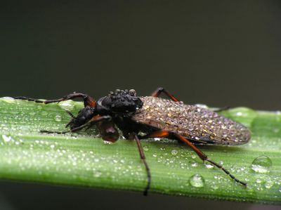 Close-up of a raindrop-covered insect resting on a green leaf.