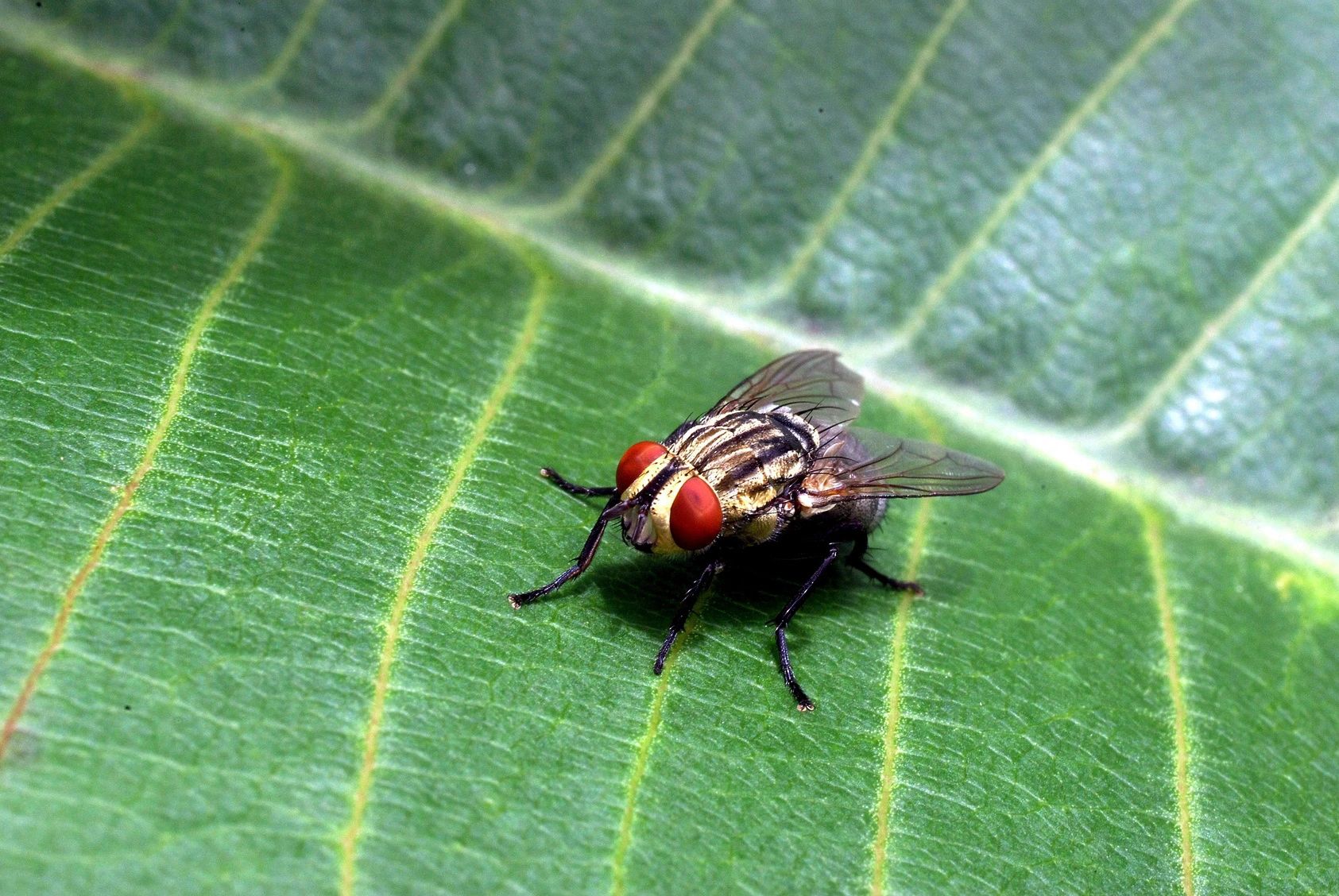 Insect light traps