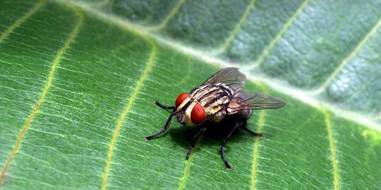 House flies can be so annoying when they get inside your home! Professional prevention and treatment