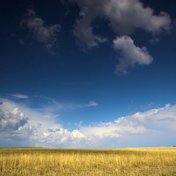 landscape scene of blue sky with white clouds and a golden wheat field