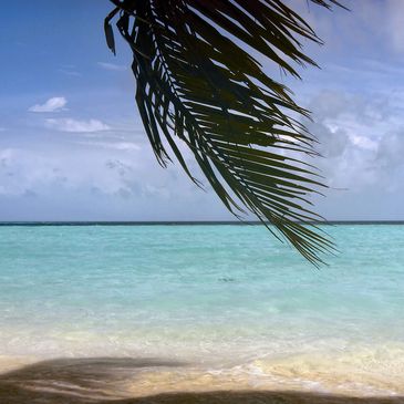 Image of water with palm leaf.