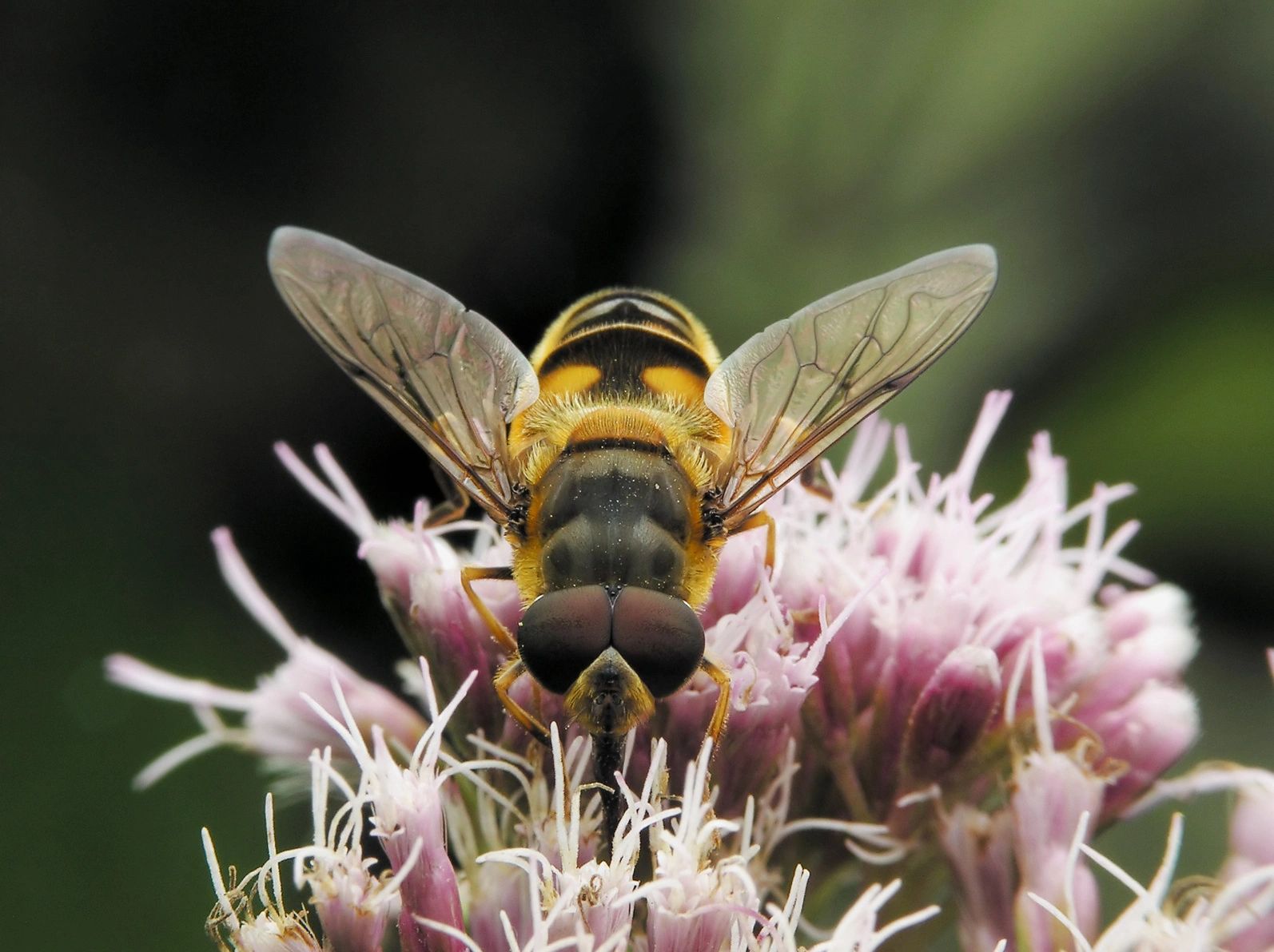 Wasp Control