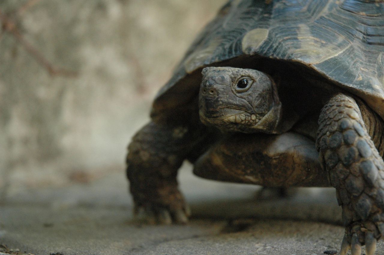Galapagos on the Brightside