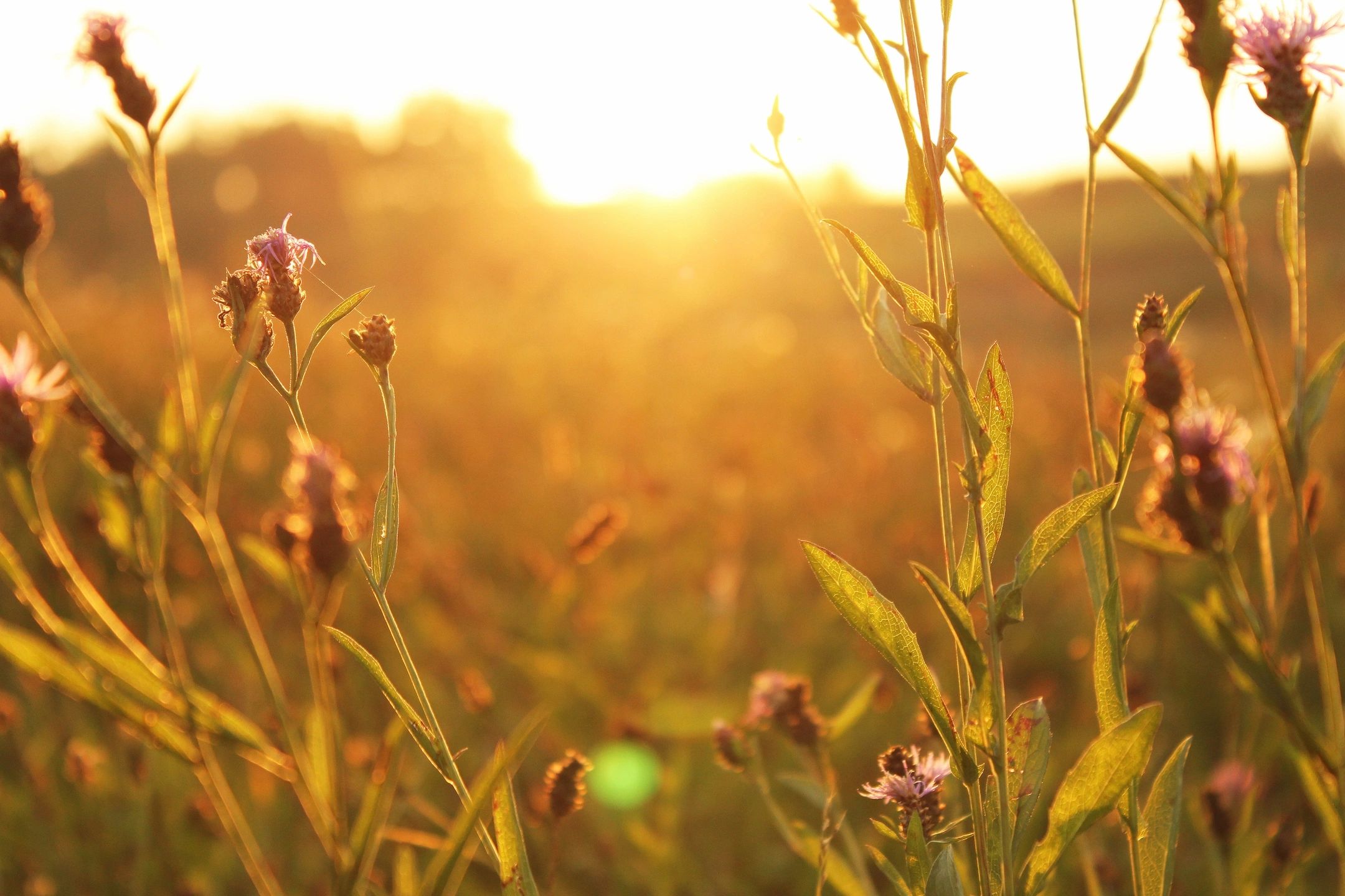 Sunrise highlighting wildflowers in a field