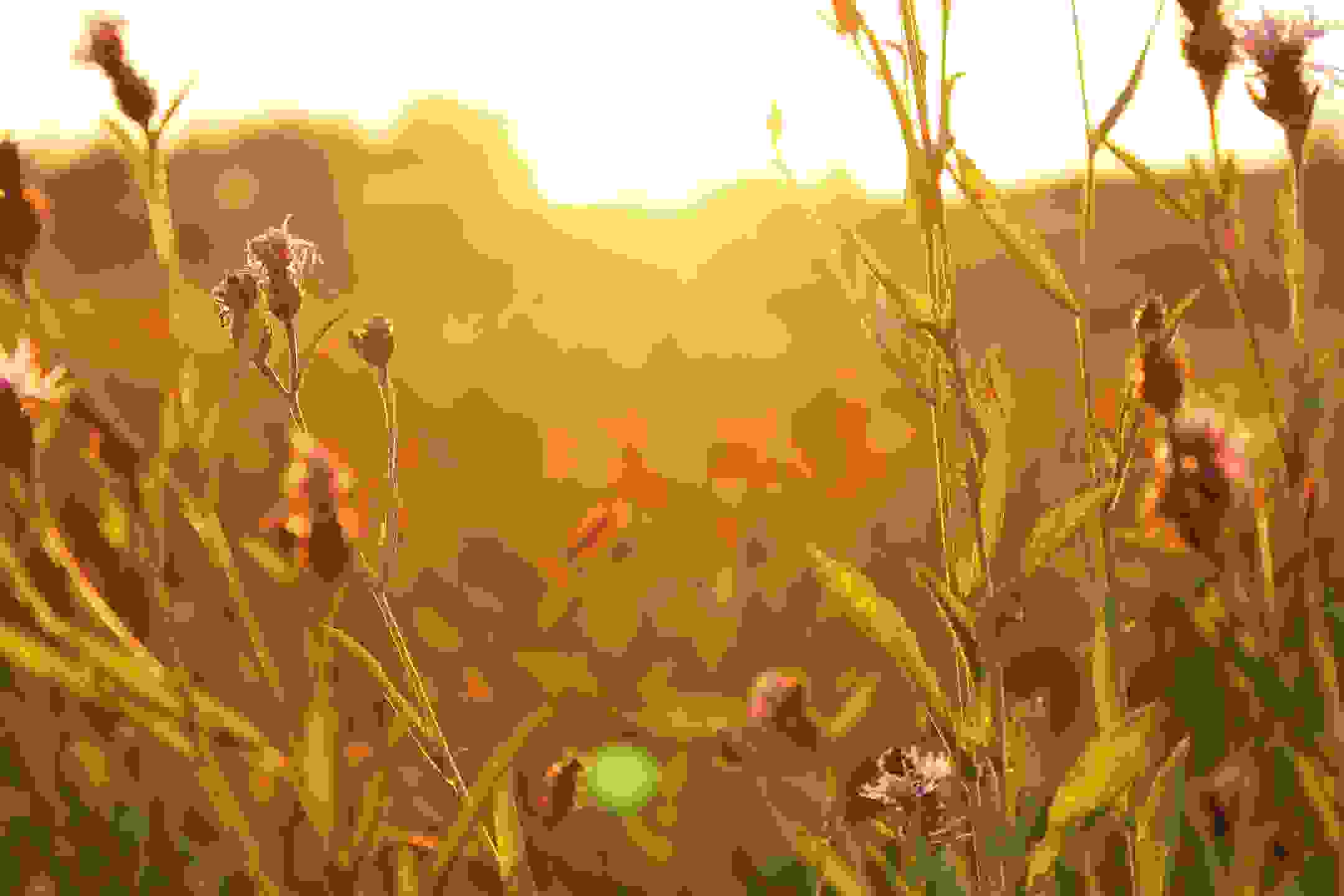 Sunset Views Unit II Homeowners Association NonProfit Organization