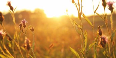 Flowers in the field