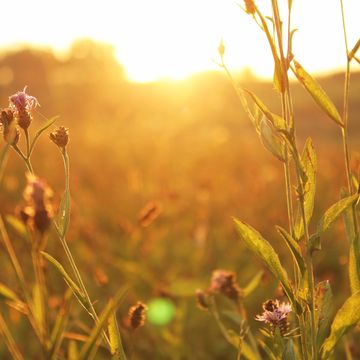 Wildflowers glowing in golden sunlight.