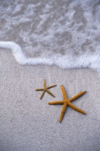 Two starfish sit on the sand right in front of a gentle wave at the beach.
