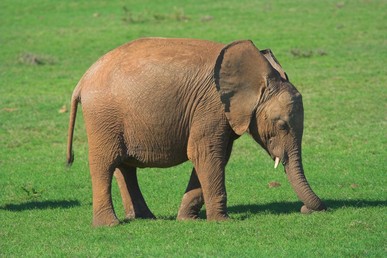 The elephant in the room