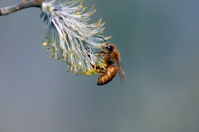 Honey Bee, Bee's, Hives