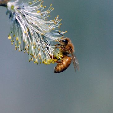 Honeybee on a flower