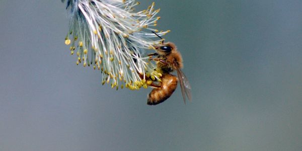 Honey Bee pollinating a pussy willow.