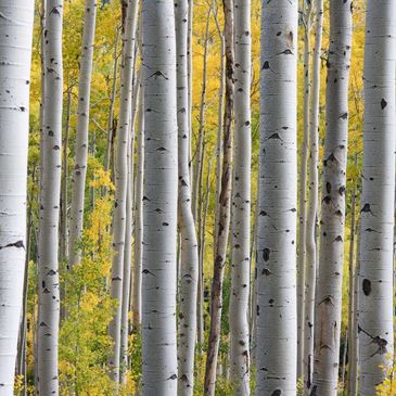 Copse of silver birch trees