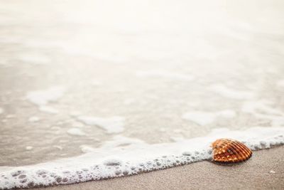 seashell by the seashore