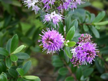 Purple Flowers