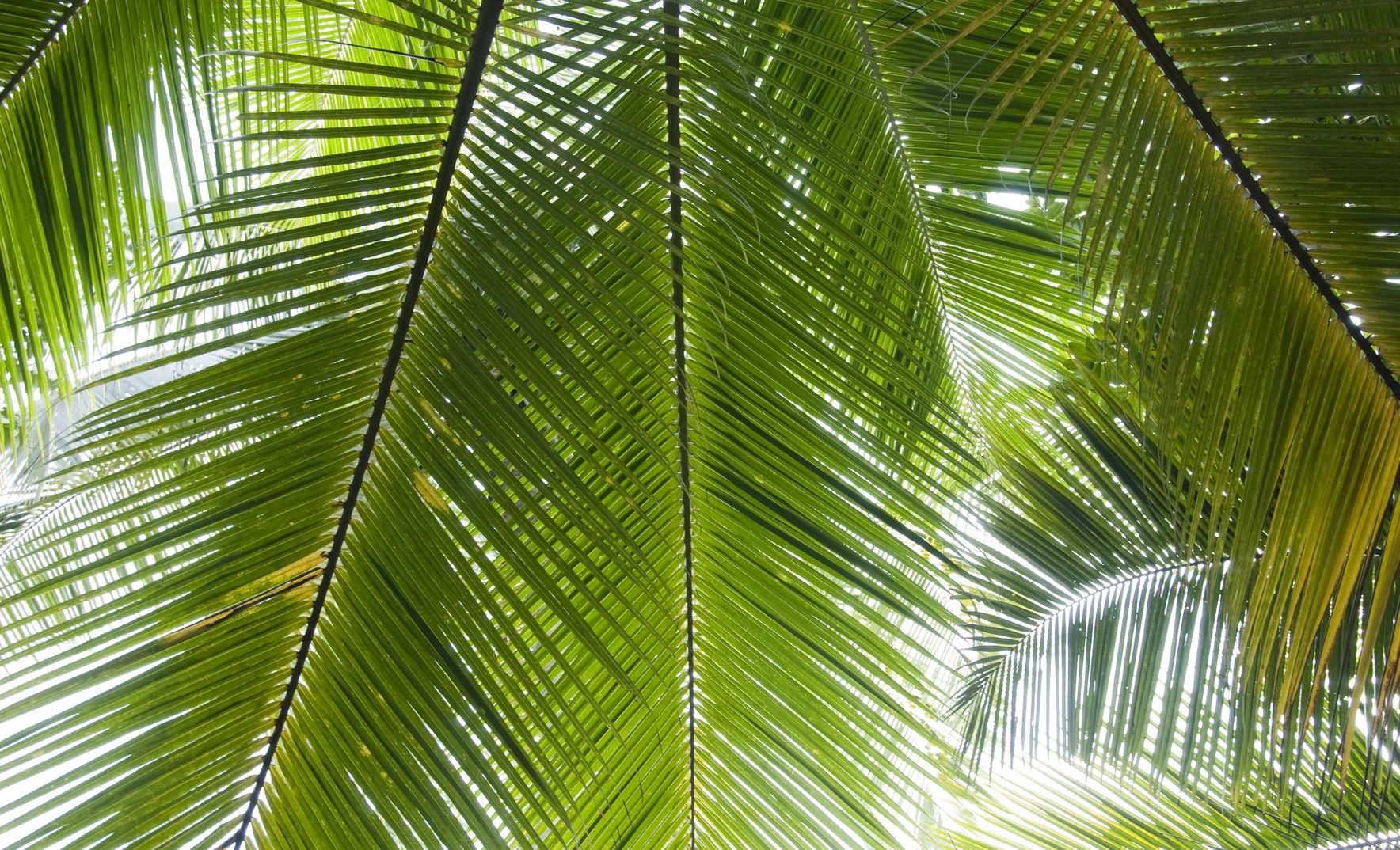 99 PALMS - Palm Tree Rental, Exotic Palm Trees
