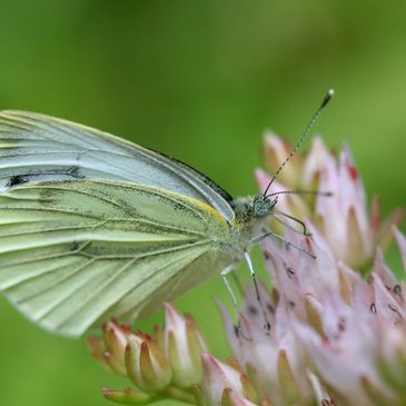 moth on flower