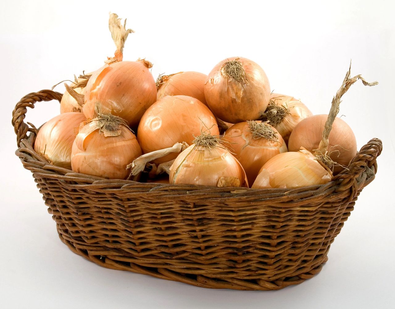 Basket filled with garlic bulbs ready for fall planting 
